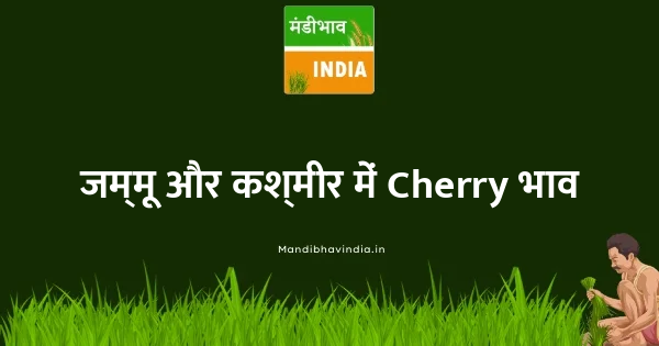 Cherry भाव